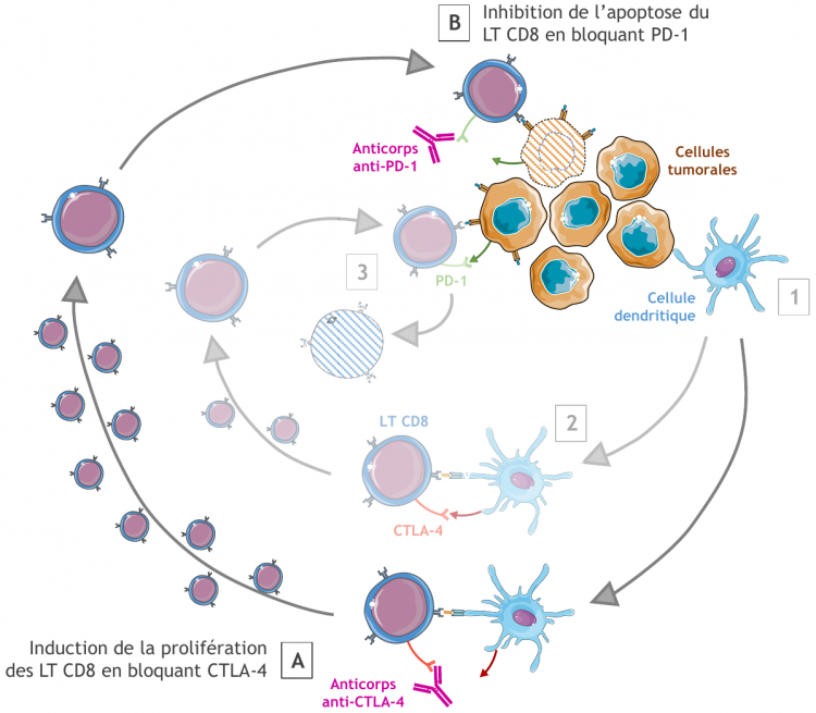 Action des anticorps monoclonaux immunomodulateurs