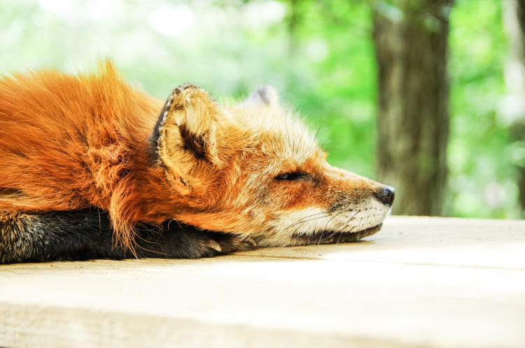 Renard endormi