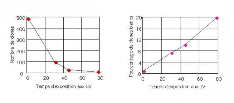 Représentation graphique des résultats d'exposition de levures ade aux UV