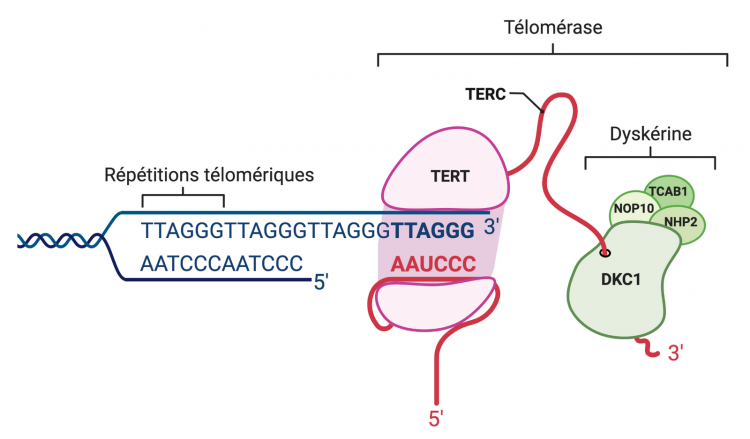 Le complexe télomérase