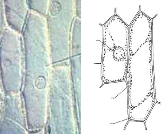 Photographie et schéma de cellules d'épiderme d'oignon