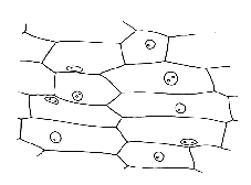 schéma d'un fragment d'épiderme d'oignon