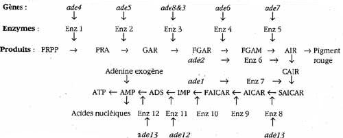 Chaîne de biosynthèse de l’adénine