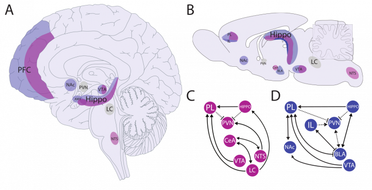 Principales structures responsables du traitement des agents stresseurs physiques (violet) et psychologiques (bleu)