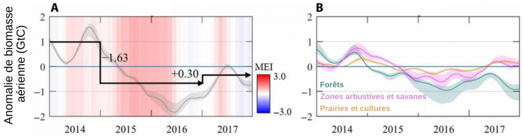 Impact de l’épisode climatique chaud et sec El Niño sur les stocks de carbone aérien de la végétation dans les tropiques (2014-2017)