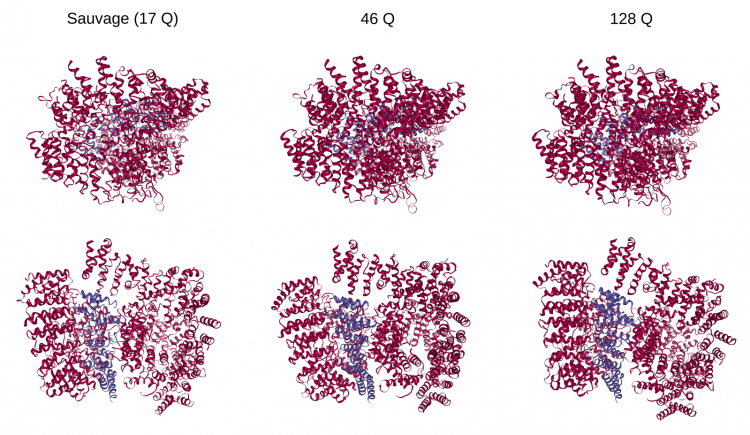 Structure du complexe huntingtine-HAP40