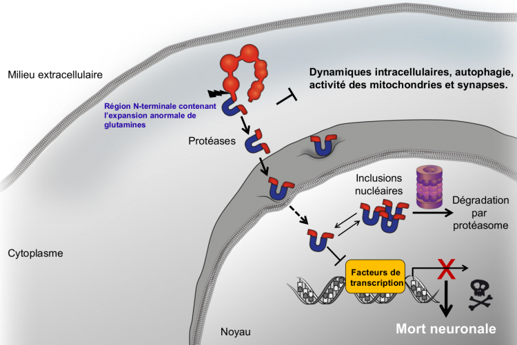 La huntingtine mutante entraîne de nombreux dysfonctionnements cellulaires conduisant à la perte neuronale