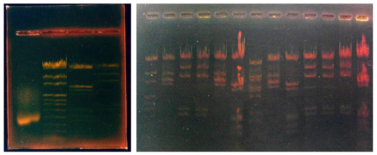 Images en négatif des gels