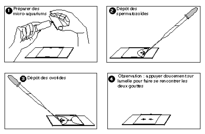 Protocole de réalisation de la fécondation