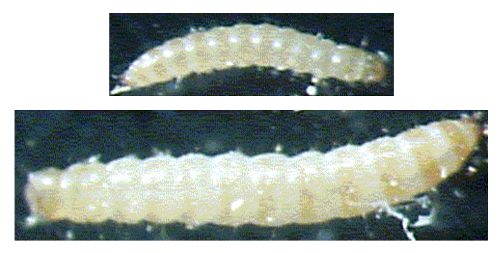 Deux stades larvaires de Tribolium castaneum