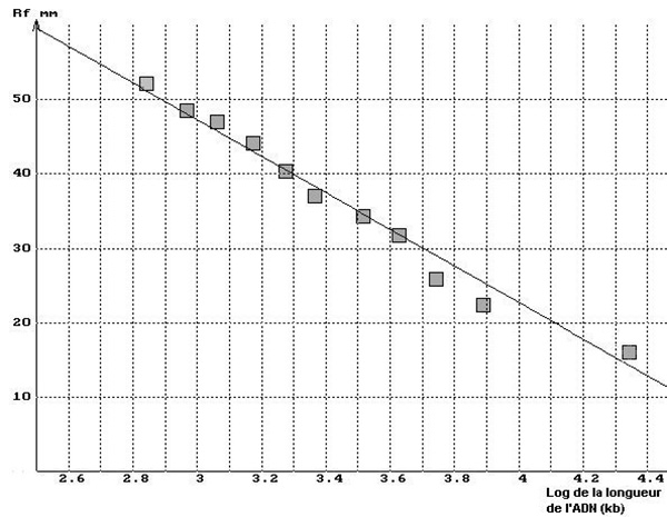 Distance de migration en fonction du logarithme de la taille des fragments d'ADN