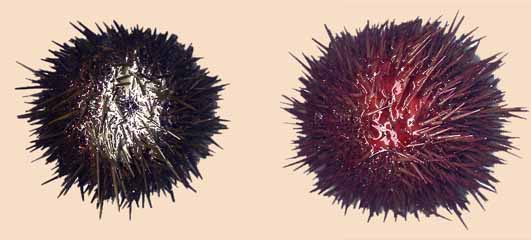 Morphologie externe de l'oursin