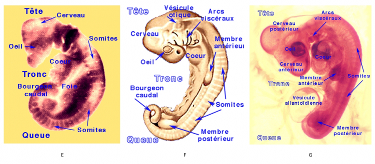 Organogénèse chez les reptiles et les oiseaux : images légendées