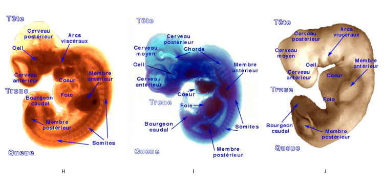 Organogénèse chez les mammifères : images légendées