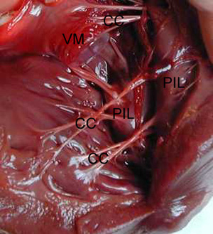 Détail des piliers du coeur