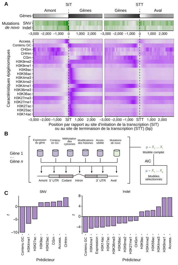 Des caractéristiques épigénomiques associées à la présence de mutations