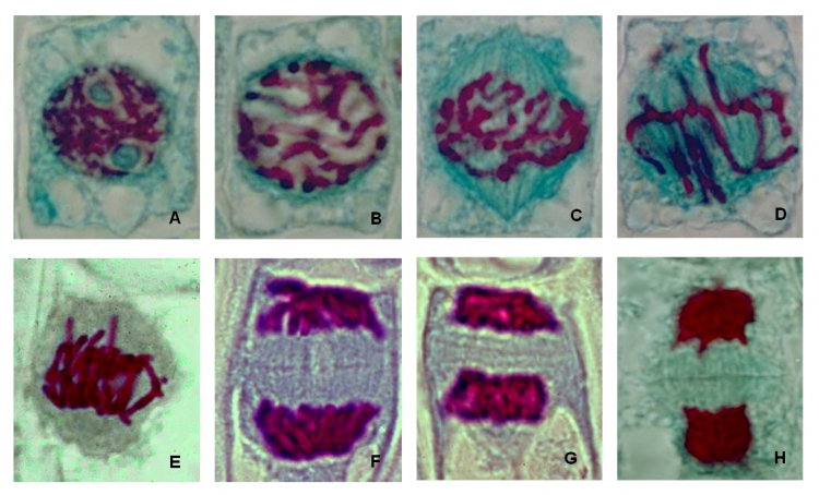 Observation des différentes phases de la mitose au microscope optique