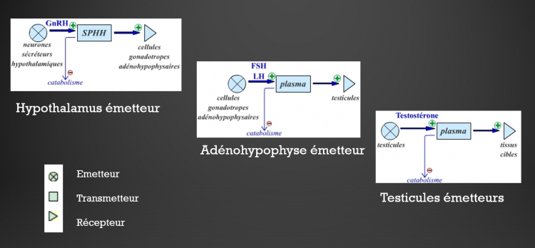 Représentation cybernétique des trois systèmes impliqués dans l’axe gonadotrope chez l’homme