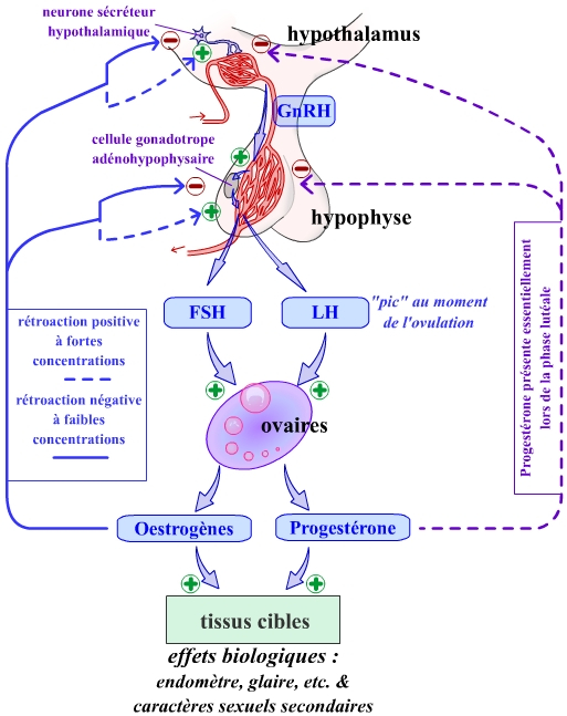 Relations hormonales entre les organes de l’axe gonadotrope de la femme