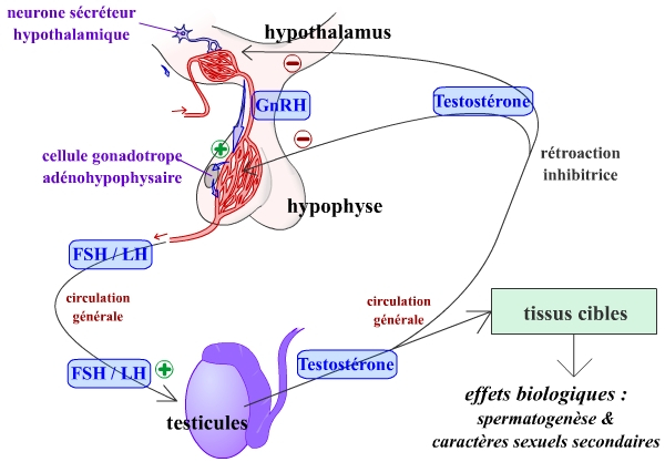 Représentation fonctionnelle de l’axe gonadotrope chez l’homme