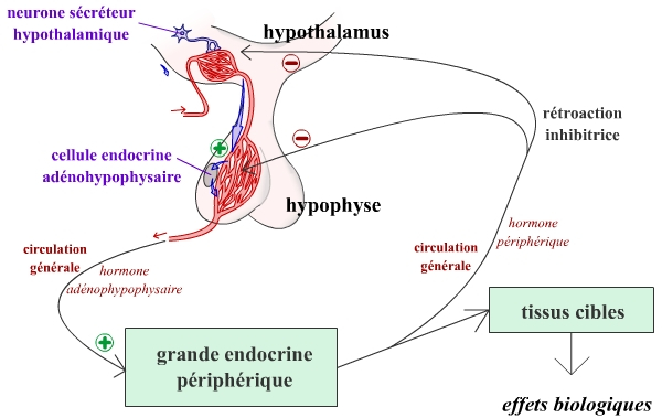 Représentation fonctionnelle schématique d’un axe hypothalamo-hypophysaire