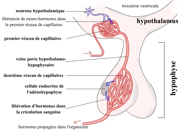 Le système porte hypothalamo-hypophysaire