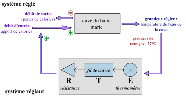 Représentation cybernétique du thermostat associé au bain-marie