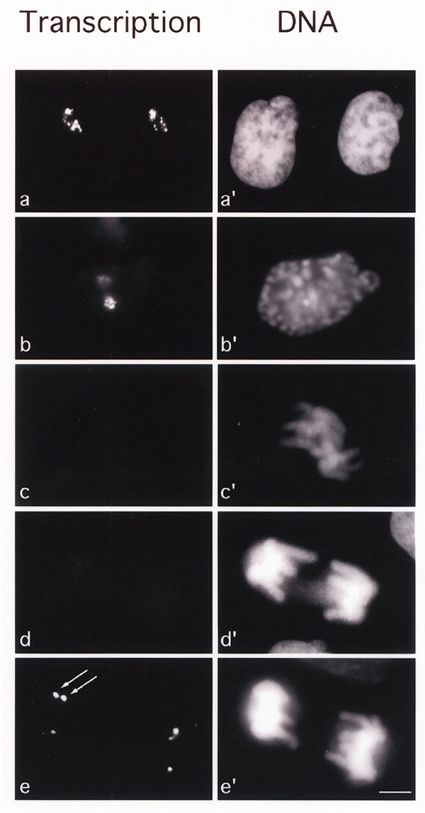 Mise en évidence de l'arrêt de la transcription des gènes ribosomiaux pendant la mitose