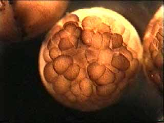 Oeufs de xénope : segmentation stade blastula