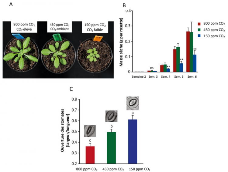 Effet de différentes concentrations en CO2 sur la croissance et les stomates chez Arabidopsis thaliana