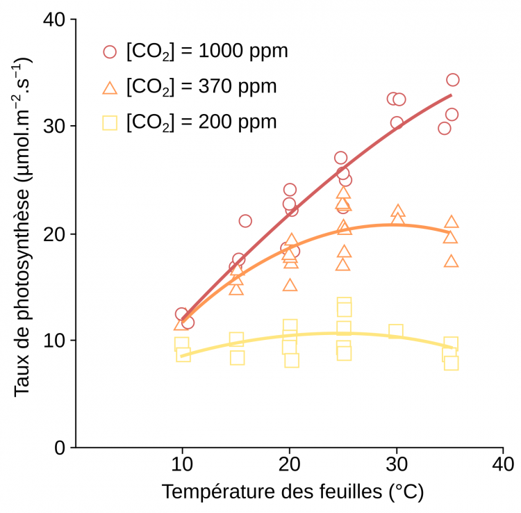 Taux de photosynthèse chez un plantain (Plantago asiatica) en fonction de la température et du taux de CO2