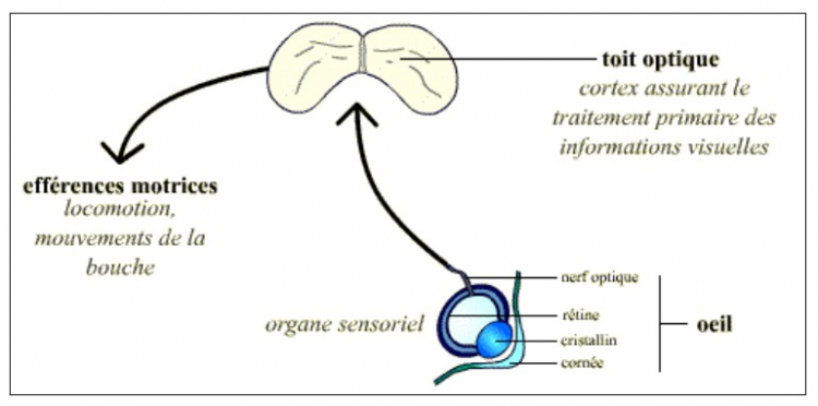 Trajet de l'information nerveuse de l'oeil jusqu'aux efférences motric