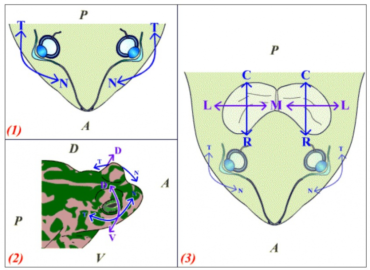 Les axes de l’organe sensoriel (l’œil) et du cortex associé (le toit optique)