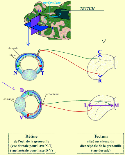 La rétinotopie chez la grenouille