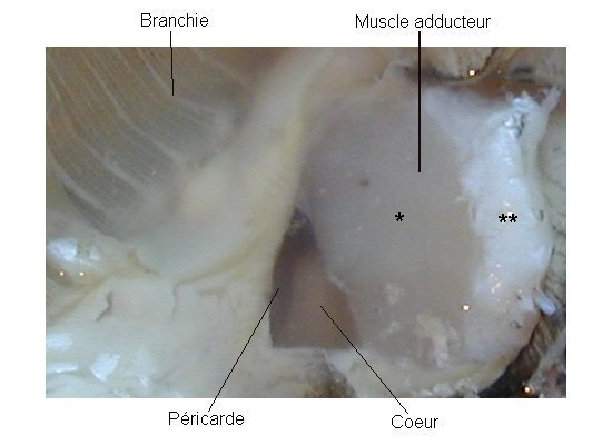 Détail de la région cardiaque avant incision du péricarde