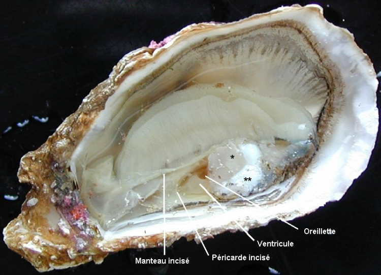 Vue générale de l'huître après incision du péricarde
