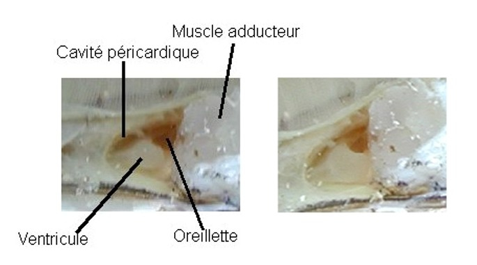 Coeur de l'huître in situ après ouverture du péricarde