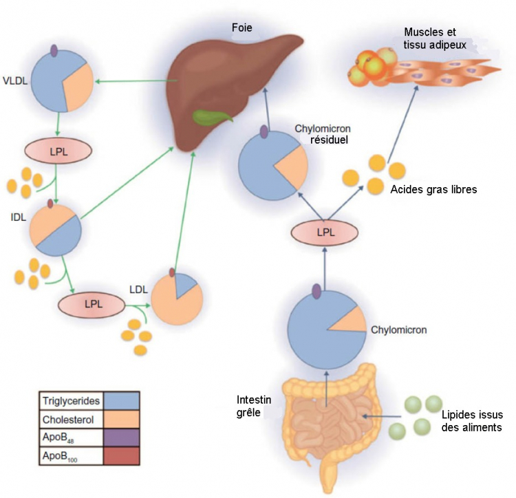 Métabolisme d'une lipoprotéine riche en triglycérides