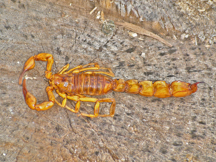 Le scorpion Androctonus australis