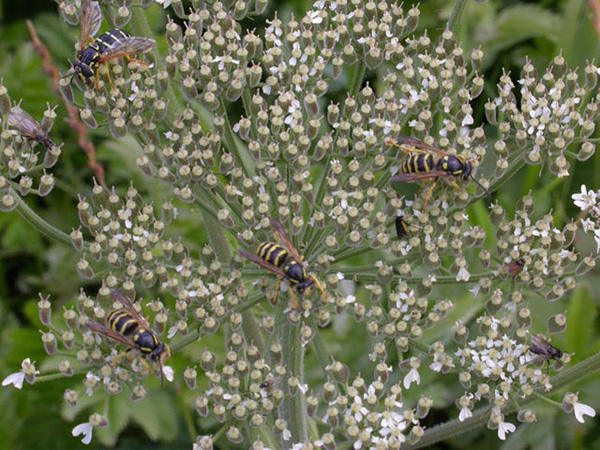 Insectes sur une ombelle