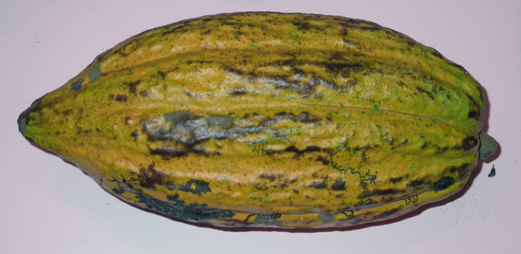 Cabosse de cacaoyer