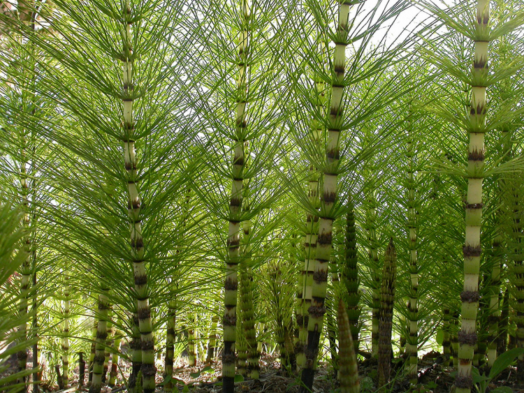 Une « forêt » de prêles