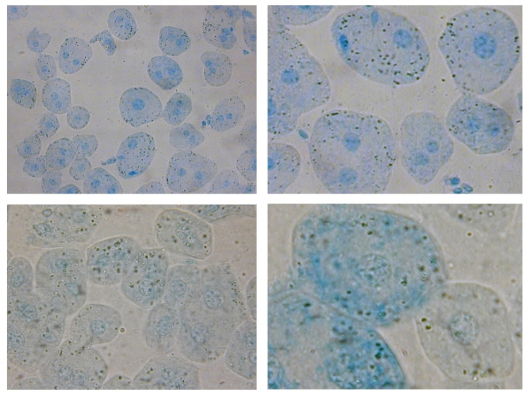 Observation microscopique d'hépatocytes colorés au bleu de méthylène