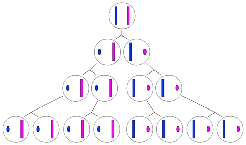 Schéma illustrant l'inactivation d'un chromosome X et sa transmission