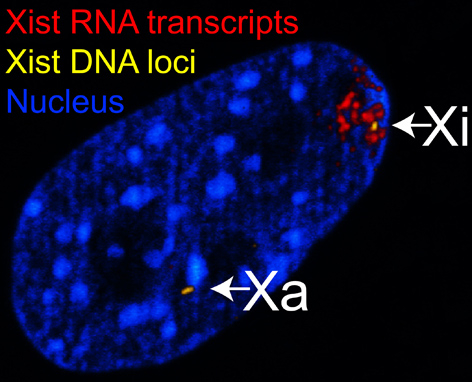 Mise en évidence par fluorescence du gène Xist et de l'ARN Xist.