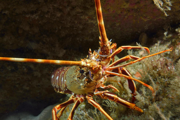 Langouste rouge, Palinurus elephas