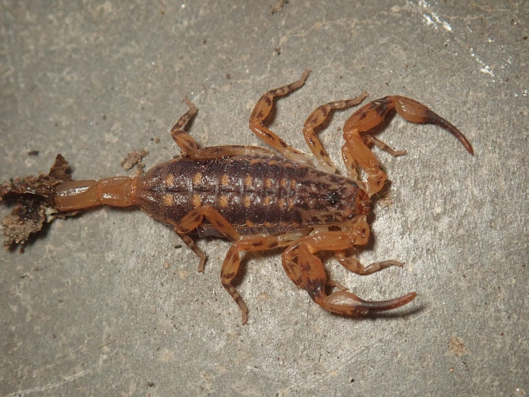 Le scorpion Isometrus maculatus