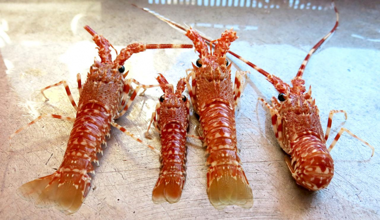 Langouste rouge