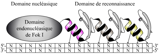 Schéma d’une ZFN (Zinc Finger Nuclease)