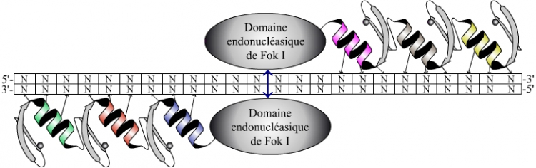 Coupure de l’ADN après dimérisation du domaine nucléasique de Fok I